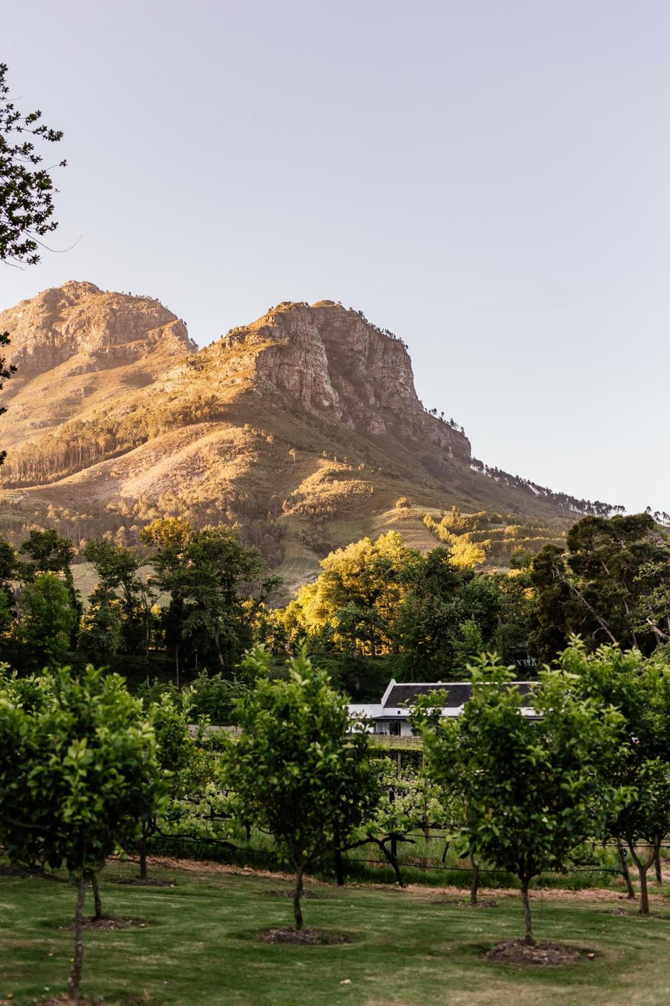 Molenvliet Vineyards Hotel Stellenbosch Ngoại thất bức ảnh
